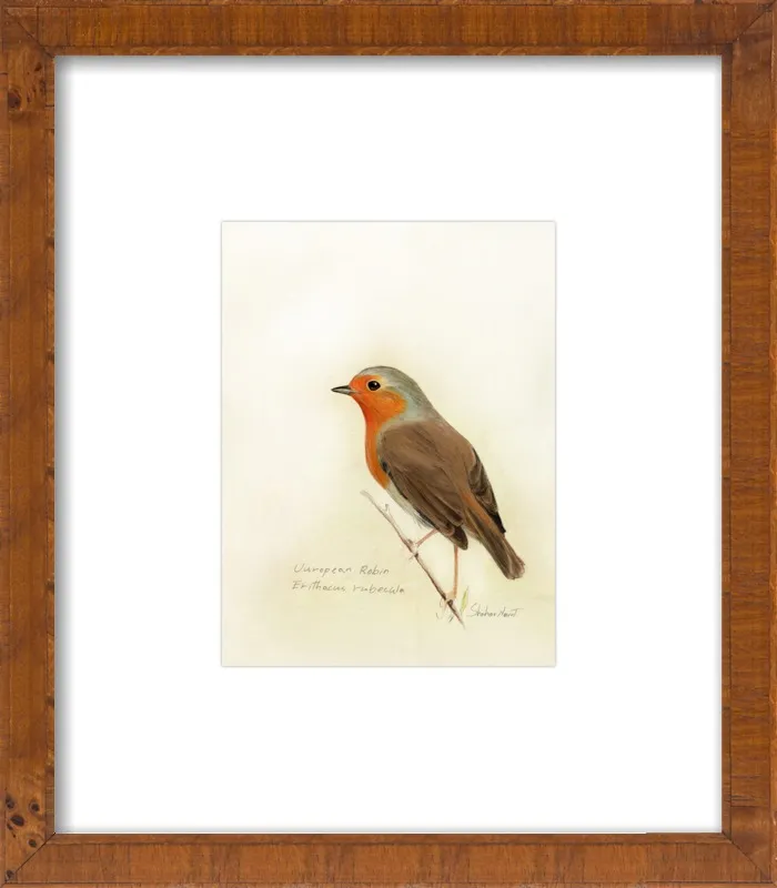 European Robin by Shahar Navot for Artfully Walls