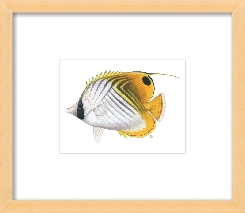 Threadfin butterflyfish by Emily S. Damstra for Artfully Walls
