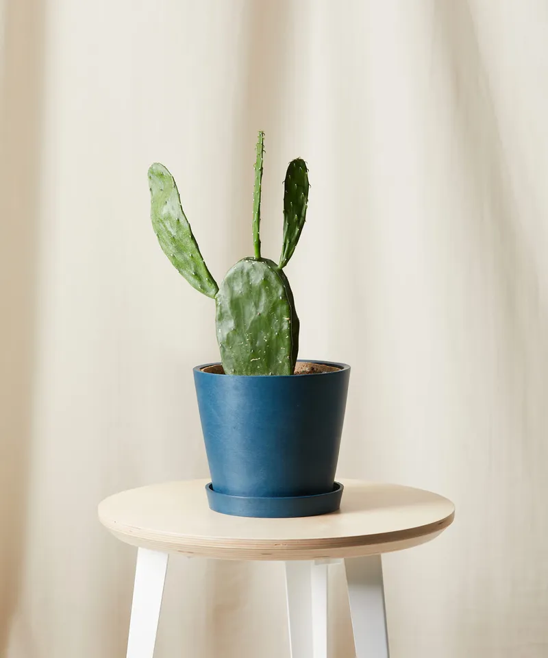 Prickly Pear Cactus -  Indigo