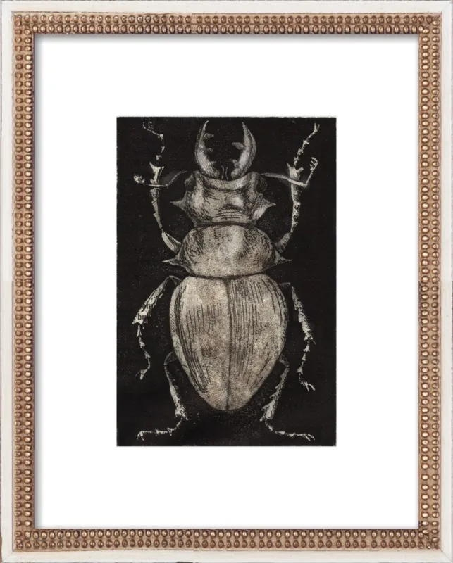 Grey Beetle on Black by Tennopent Sooster for Artfully Walls