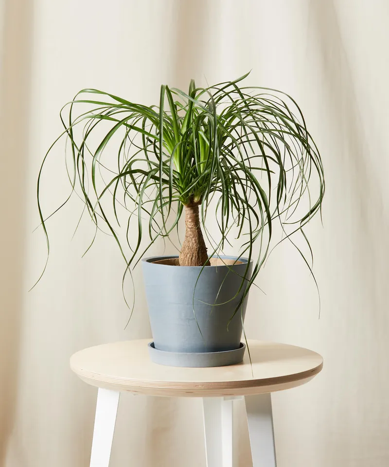 Ponytail Palm, Slate Pot