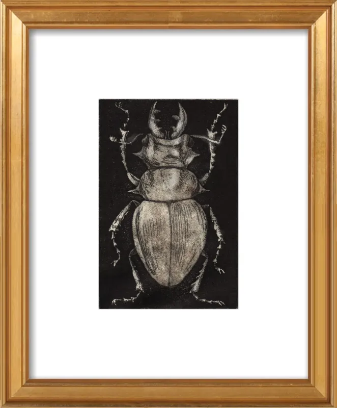 Grey Beetle on Black by Tennopent Sooster for Artfully Walls