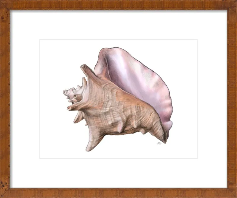 Queen conch  by Emily S. Damstra for Artfully Walls