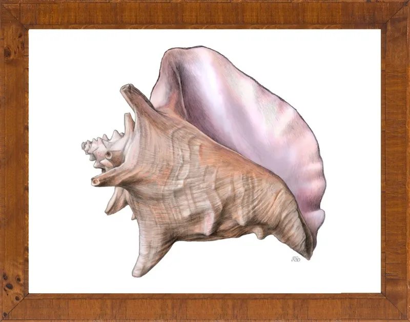 Queen conch  by Emily S. Damstra for Artfully Walls
