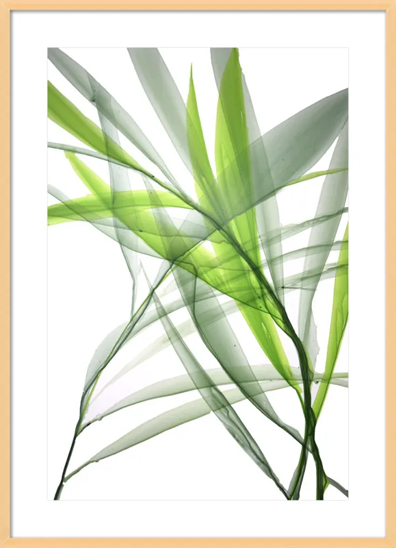 Tropical Study no. 3 by Marina Dunbar  for Artfully Walls