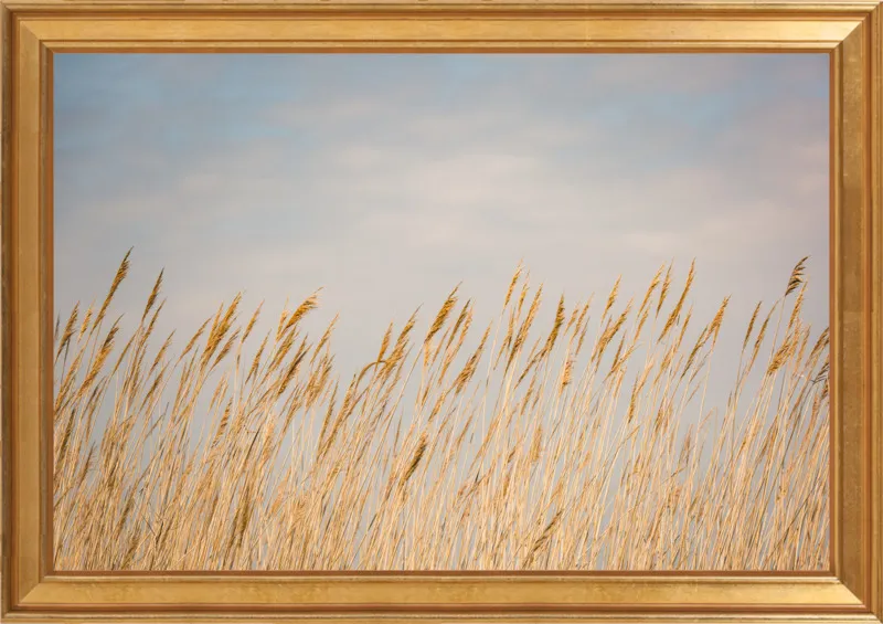 Nantucket Gold by Ann Hudec for Artfully Walls