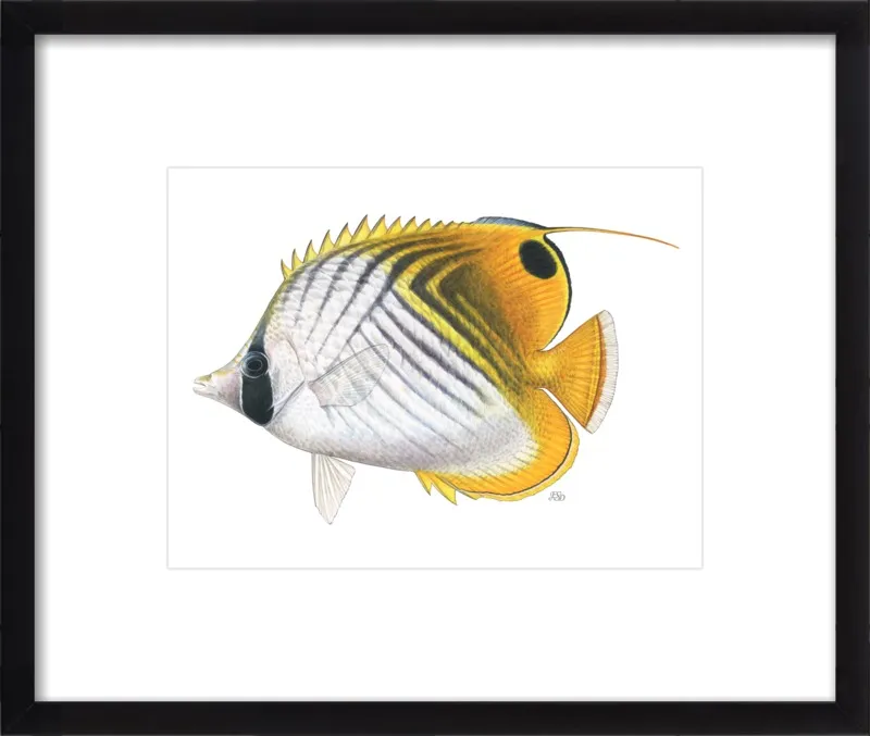 Threadfin butterflyfish by Emily S. Damstra for Artfully Walls