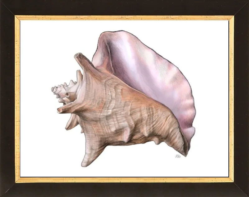 Queen conch  by Emily S. Damstra for Artfully Walls