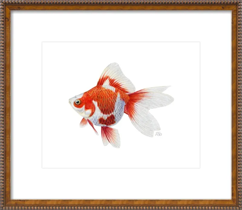 Japanese ryukin goldfish by Emily S. Damstra for Artfully Walls
