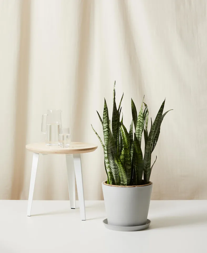 Sansevieria, Stone Pot