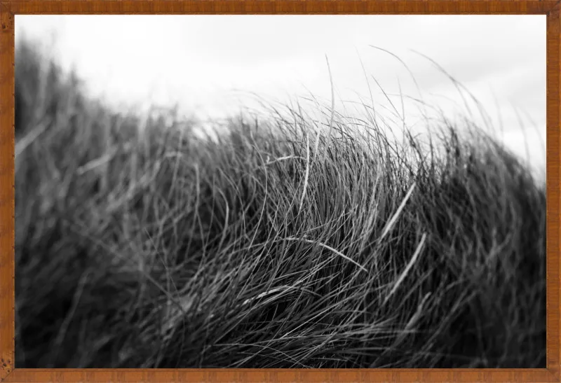 Beach Grass #3 by Alicia Bock for Artfully Walls