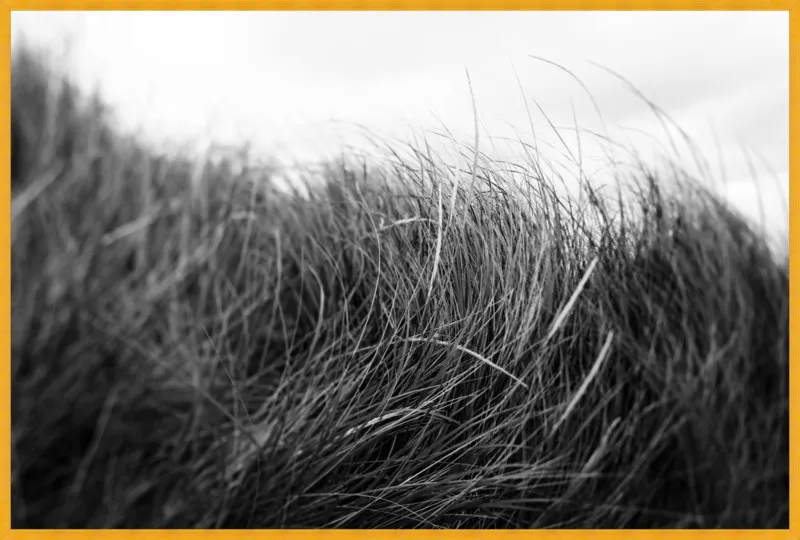 Beach Grass #3 by Alicia Bock for Artfully Walls