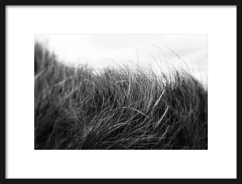 Beach Grass #3 by Alicia Bock for Artfully Walls