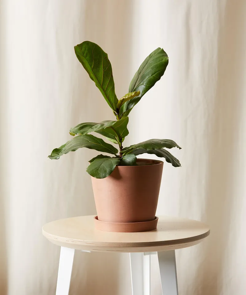 Little Fiddle Leaf Fig -  Clay