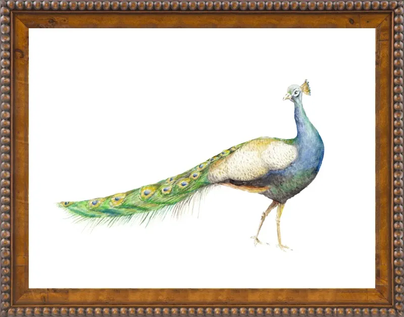 Watercolor Peacock Bird by Lauren Rogoff for Artfully Walls