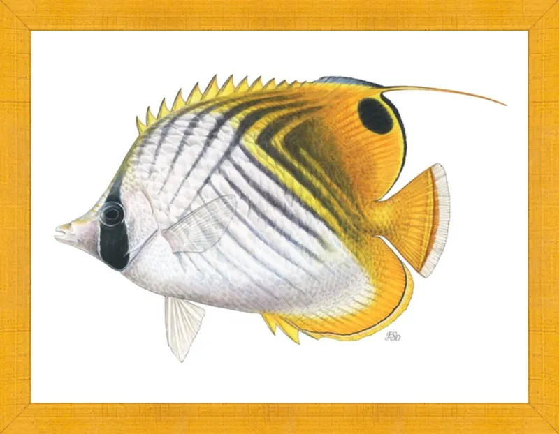 Threadfin butterflyfish by Emily S. Damstra for Artfully Walls