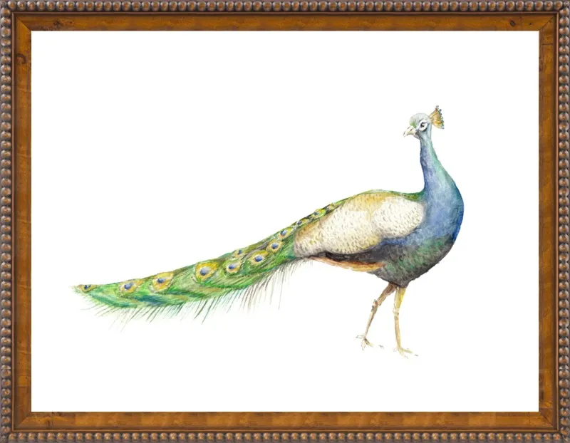 Watercolor Peacock Bird by Lauren Rogoff for Artfully Walls