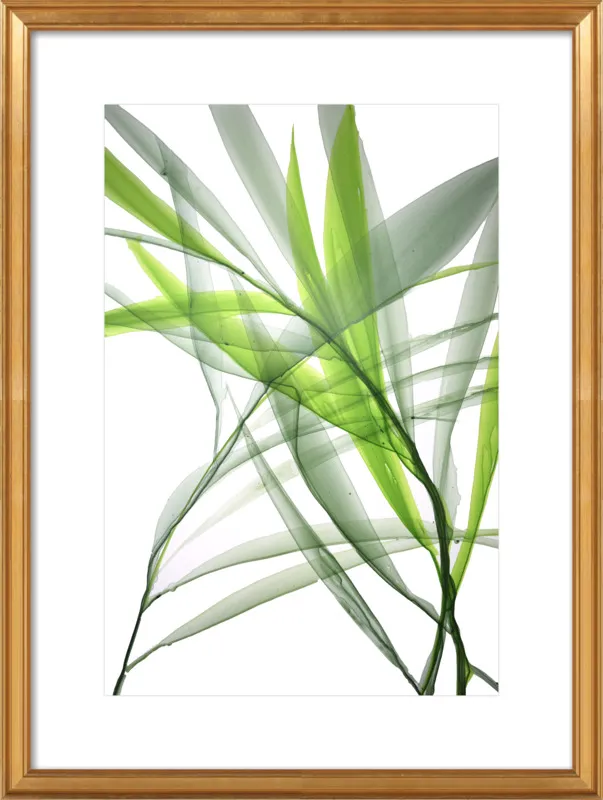 Tropical Study no. 3 by Marina Dunbar  for Artfully Walls