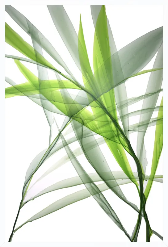 Tropical Study no. 3 by Marina Dunbar  for Artfully Walls