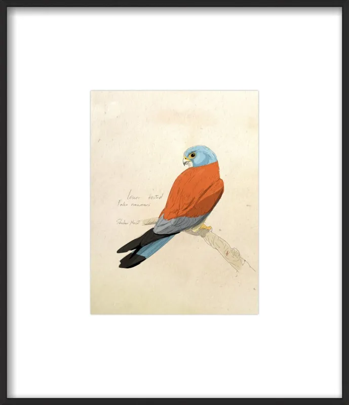 Lesser Kestrel by Shahar Navot for Artfully Walls