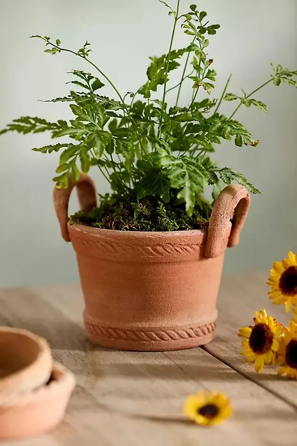 Basket Handle Galestro Pot
