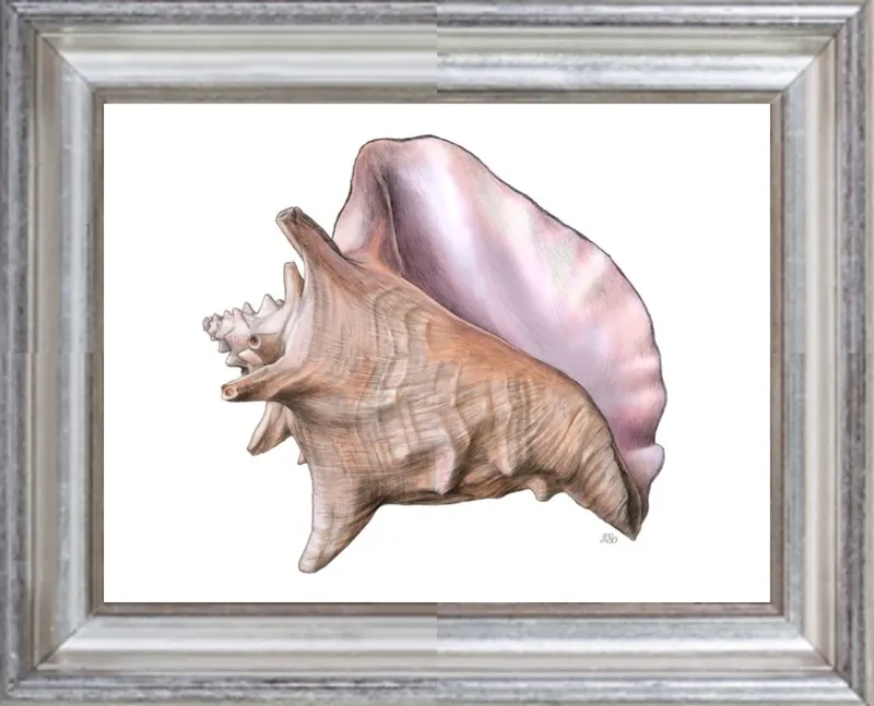 Queen conch  by Emily S. Damstra for Artfully Walls