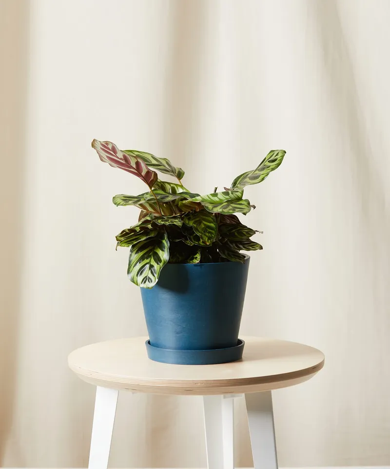 Calathea Peacock -  Indigo