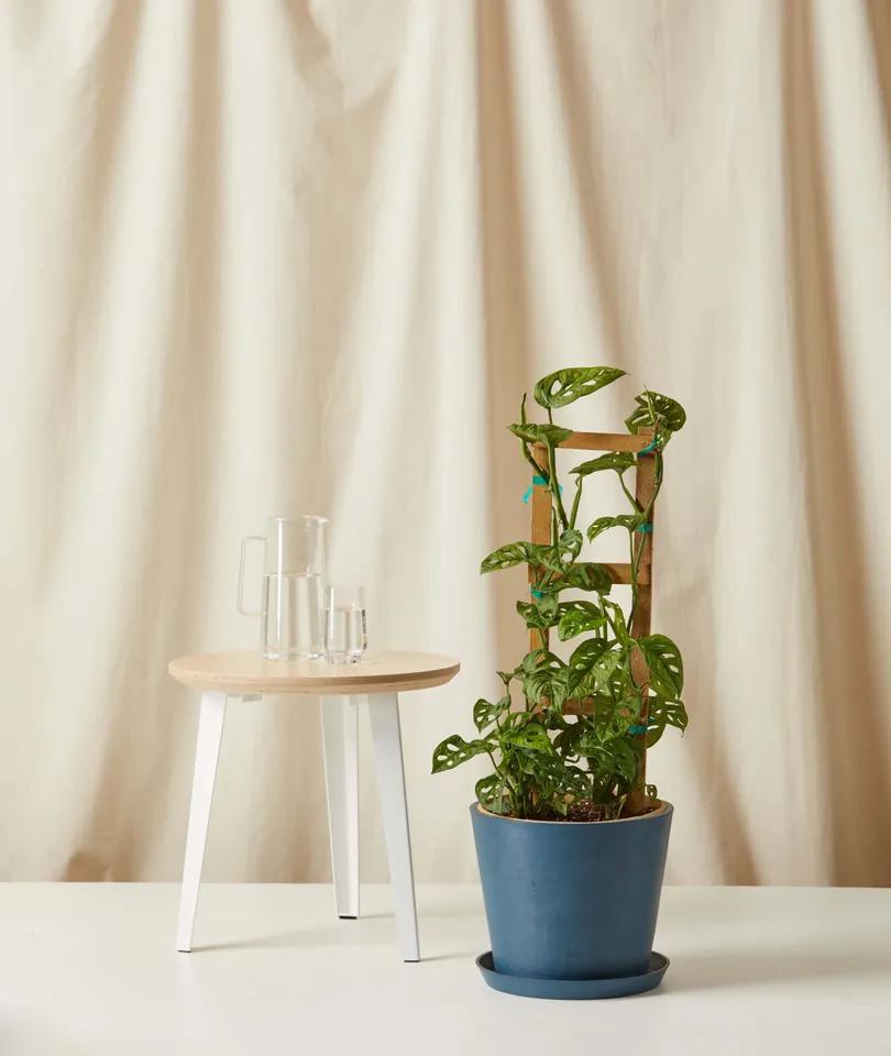 Monstera Adansonii Trellis -  Indigo