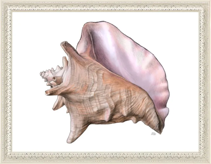 Queen conch  by Emily S. Damstra for Artfully Walls
