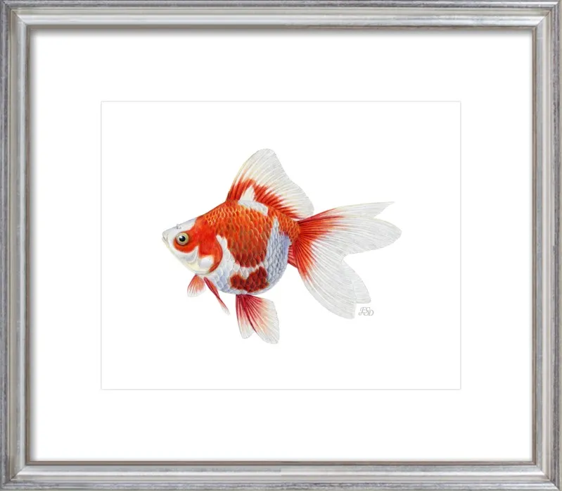 Japanese ryukin goldfish by Emily S. Damstra for Artfully Walls