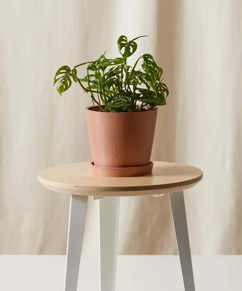 Monstera Adansonii -  Clay