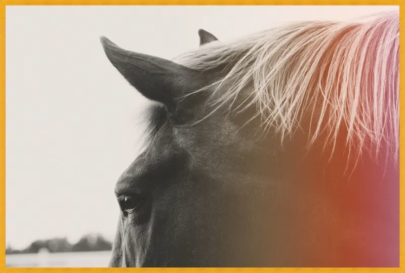 Pink Pony by Alicia Bock for Artfully Walls