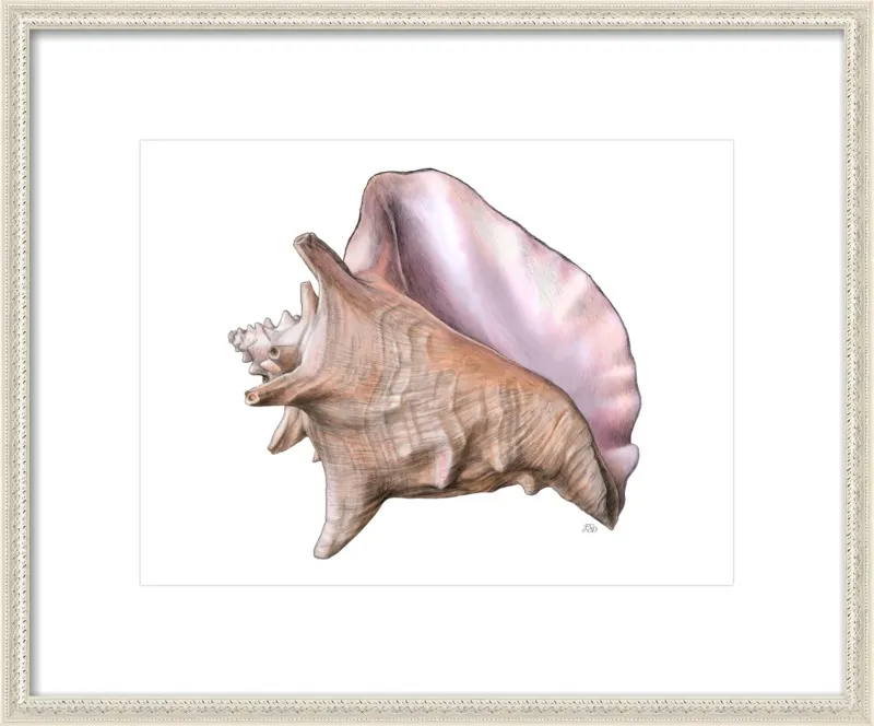 Queen conch  by Emily S. Damstra for Artfully Walls