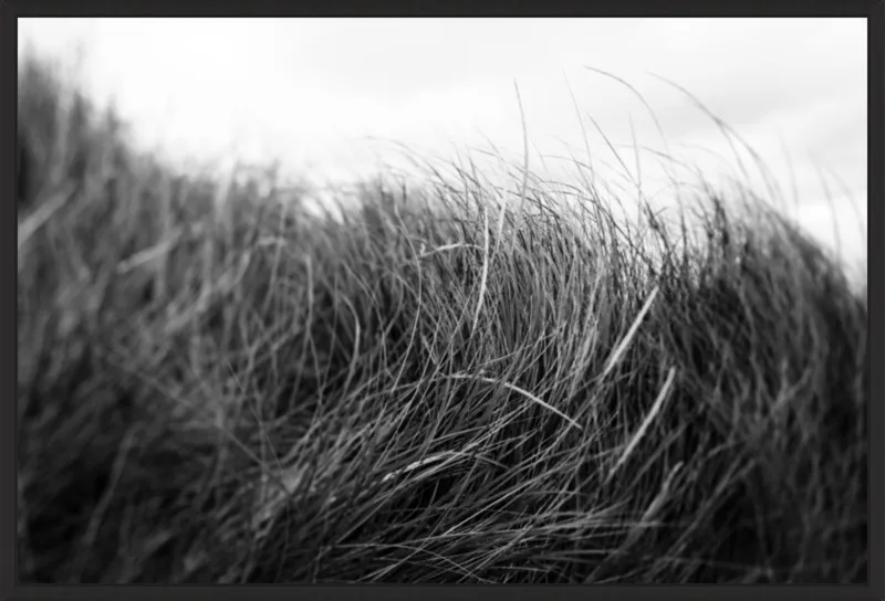 Beach Grass #3 by Alicia Bock for Artfully Walls