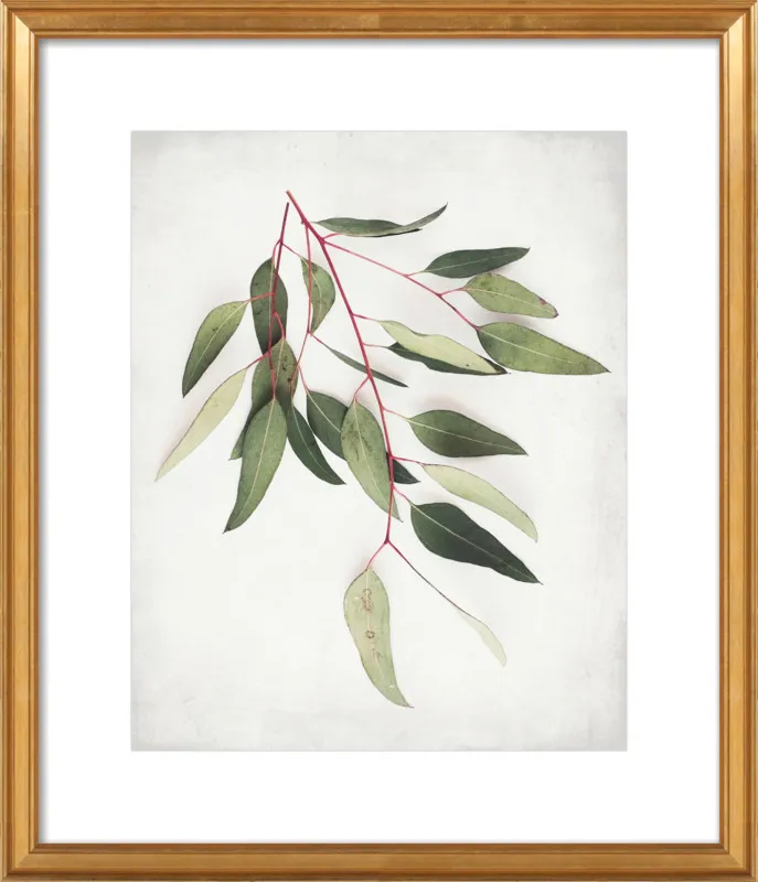 Eucalyptus Sprig One by Lupen Grainne for Artfully Walls