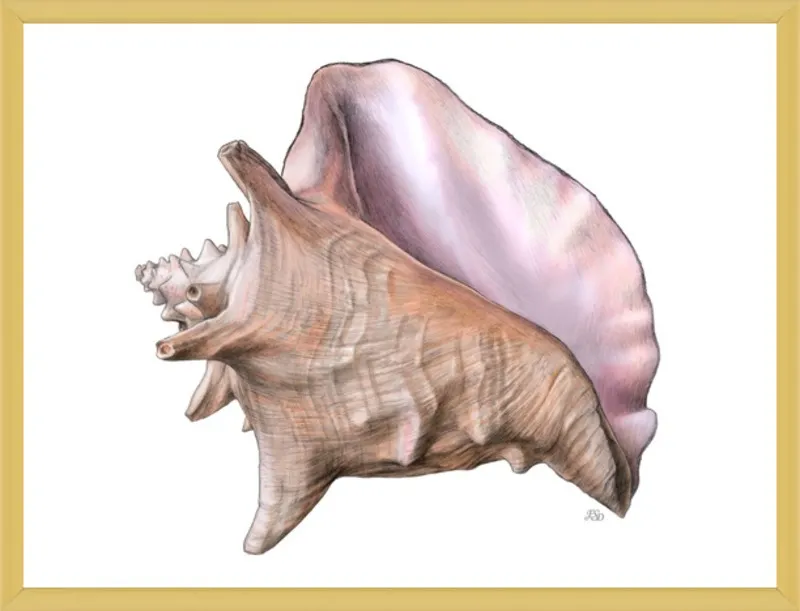Queen conch  by Emily S. Damstra for Artfully Walls
