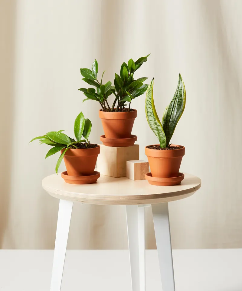 Tough Stuff Collection -  Terracotta