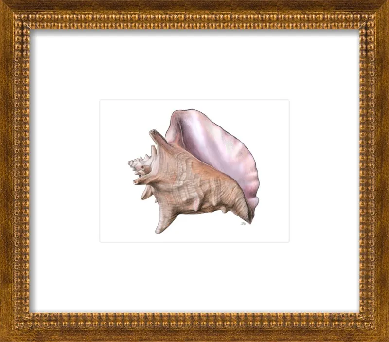 Queen conch  by Emily S. Damstra for Artfully Walls