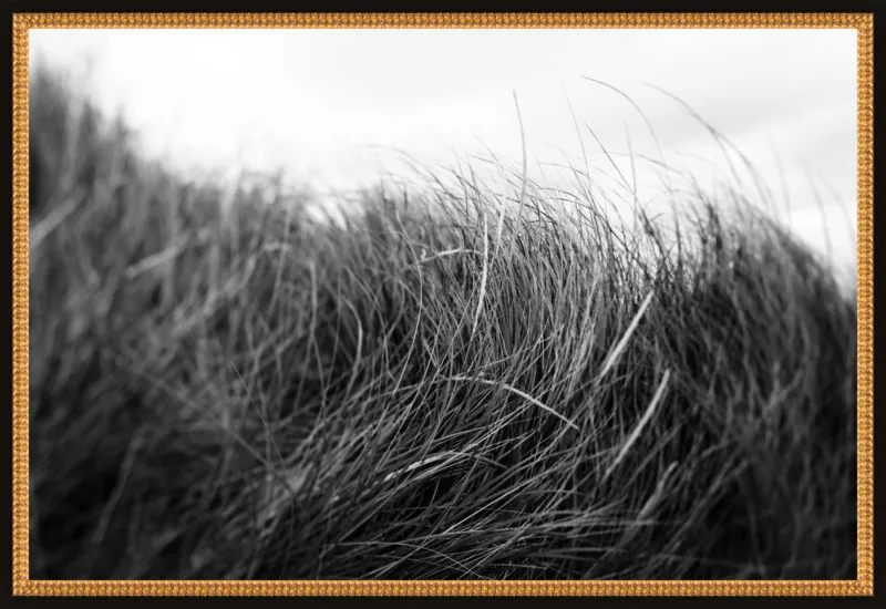 Beach Grass #3 by Alicia Bock for Artfully Walls