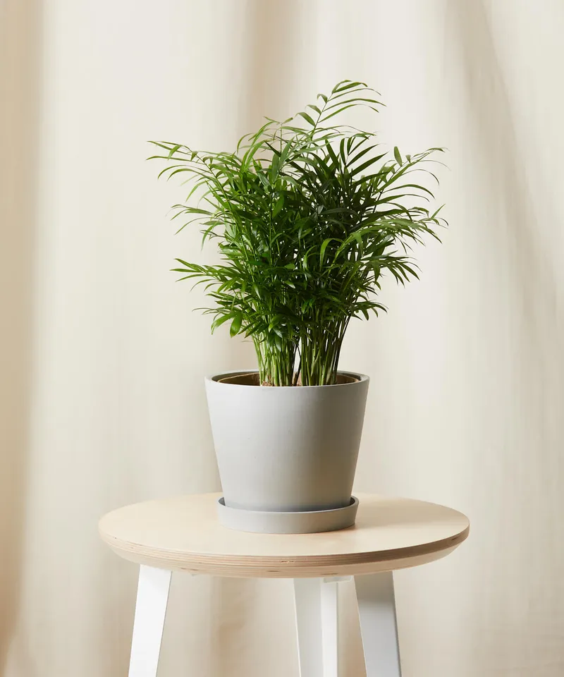Parlor Palm, Stone Pot