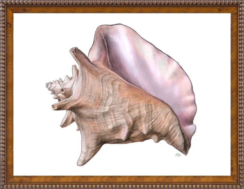 Queen conch  by Emily S. Damstra for Artfully Walls