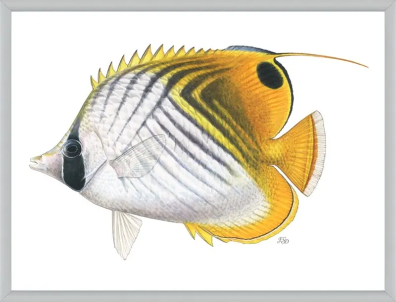 Threadfin butterflyfish by Emily S. Damstra for Artfully Walls