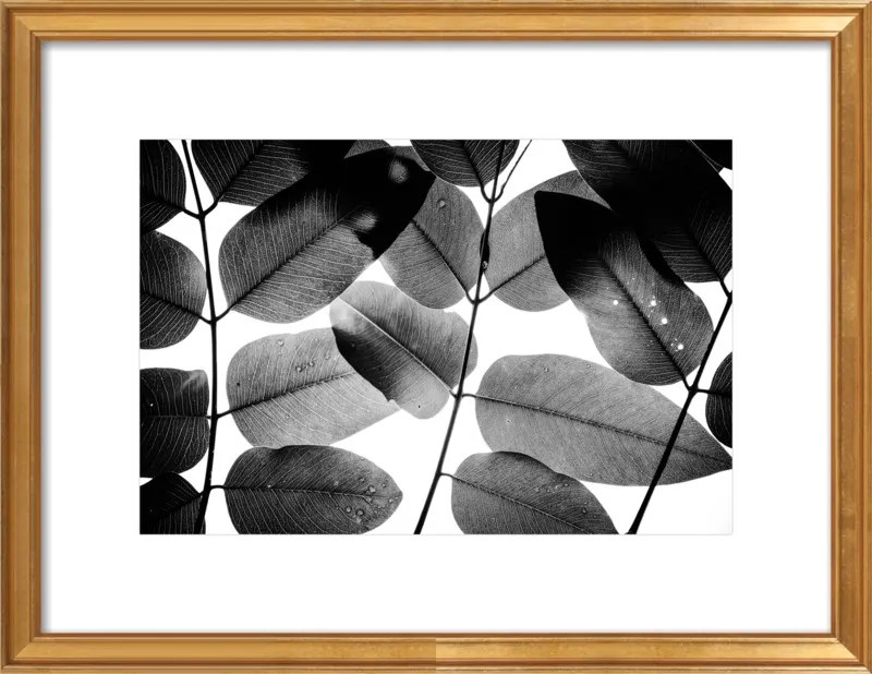 "Experiments with Leaves 2015 1" by Tal Paz-Fridman for Artfully Walls