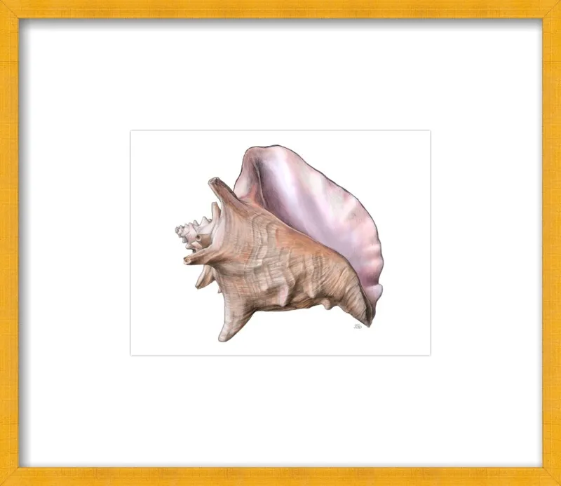 Queen conch  by Emily S. Damstra for Artfully Walls