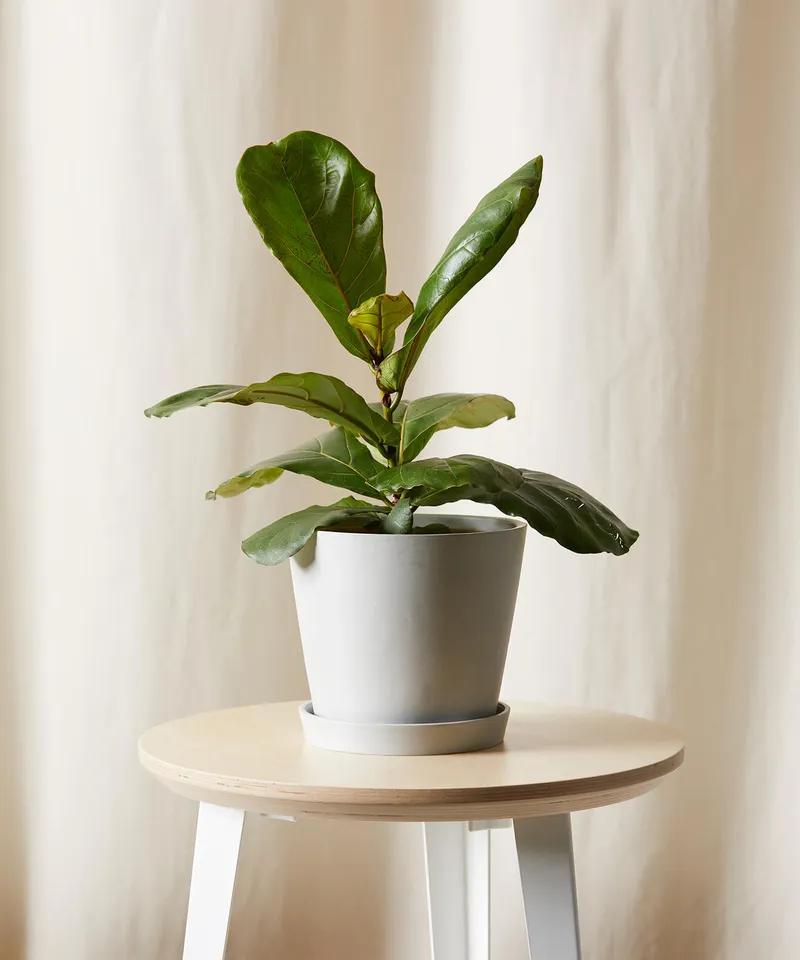 Little Fiddle Leaf Fig -  Stone