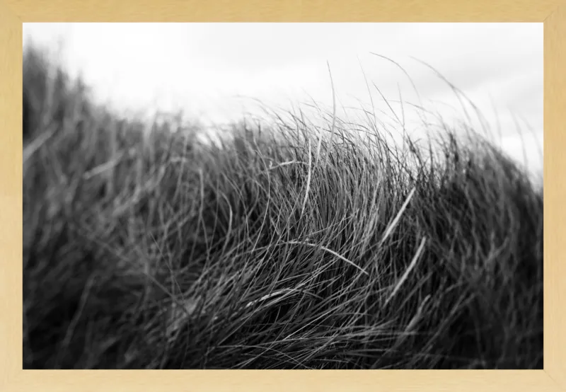 Beach Grass #3 by Alicia Bock for Artfully Walls