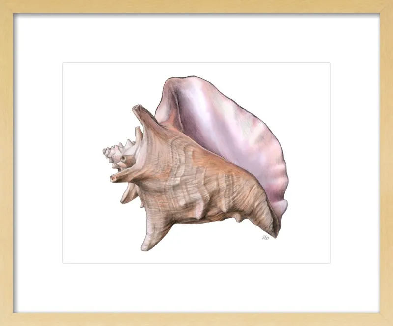 Queen conch  by Emily S. Damstra for Artfully Walls