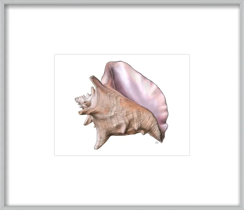 Queen conch  by Emily S. Damstra for Artfully Walls