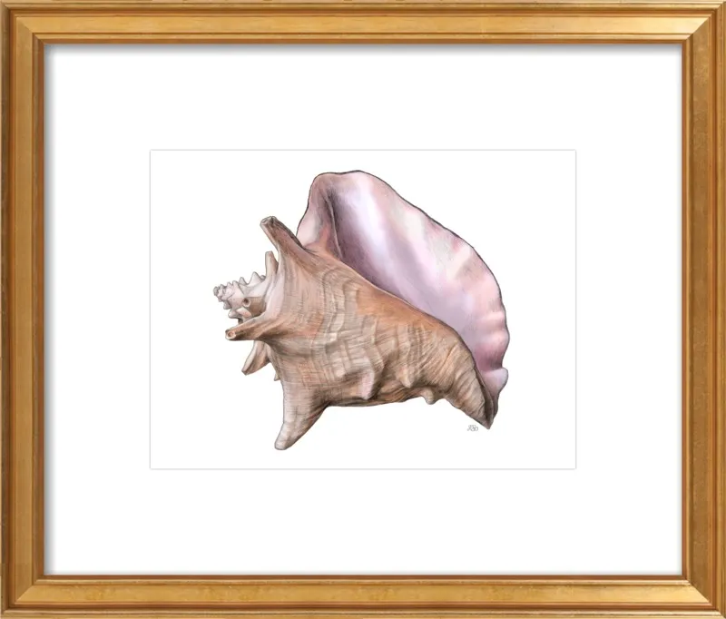 Queen conch  by Emily S. Damstra for Artfully Walls