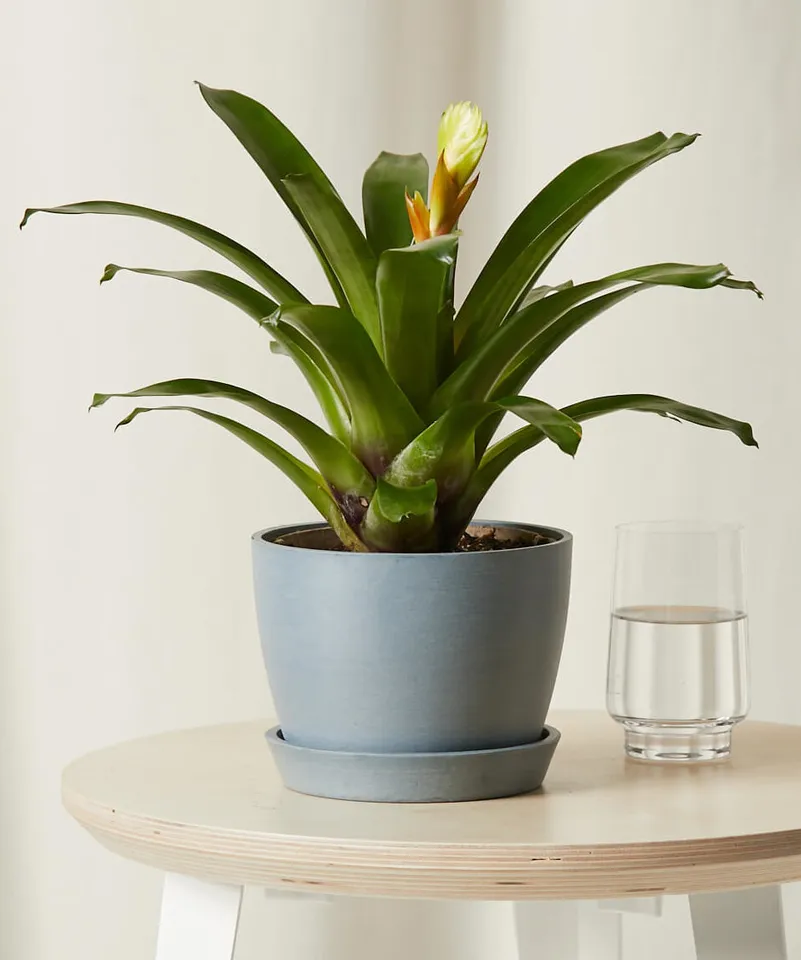 Bromeliad Electra -  Slate